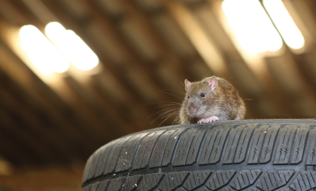 uidas-hiiri-ja-teisi-närilisi-oma-garaažist-eemal-hoida