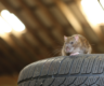 uidas-hiiri-ja-teisi-närilisi-oma-garaažist-eemal-hoida